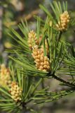 Pinus sylvestris. Часть веточки с молодым побегом с микростробилами. Ленинградская обл., Кингисеппский р-н, окр. дер. Выбье, экологическая тропа; левый берег р. Выбья близ устья, сосновое редколесье на древней дюне. 28.05.2023.