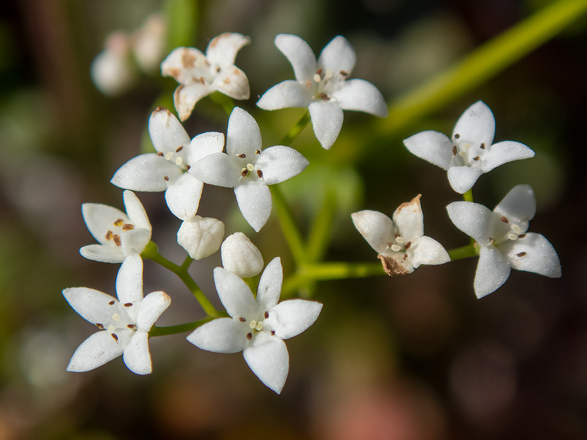 Изображение особи Galium palustre.