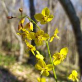 Epimedium colchicum. Верхушка соцветия. Краснодарский край, городской округ Сочи, Хостинский р-н, Мацестинский лесопарк, широколиственный лес. 25.02.2024.