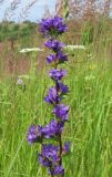 Campanula glomerata. Верхняя часть растения с соцветиями. Смоленская обл., Смоленский р-н, окр. пос. Каспля, сухой луг. 21.07.2008.