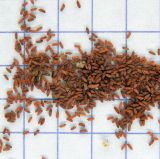 Image of taxon representative. Author is Анна Малыхина