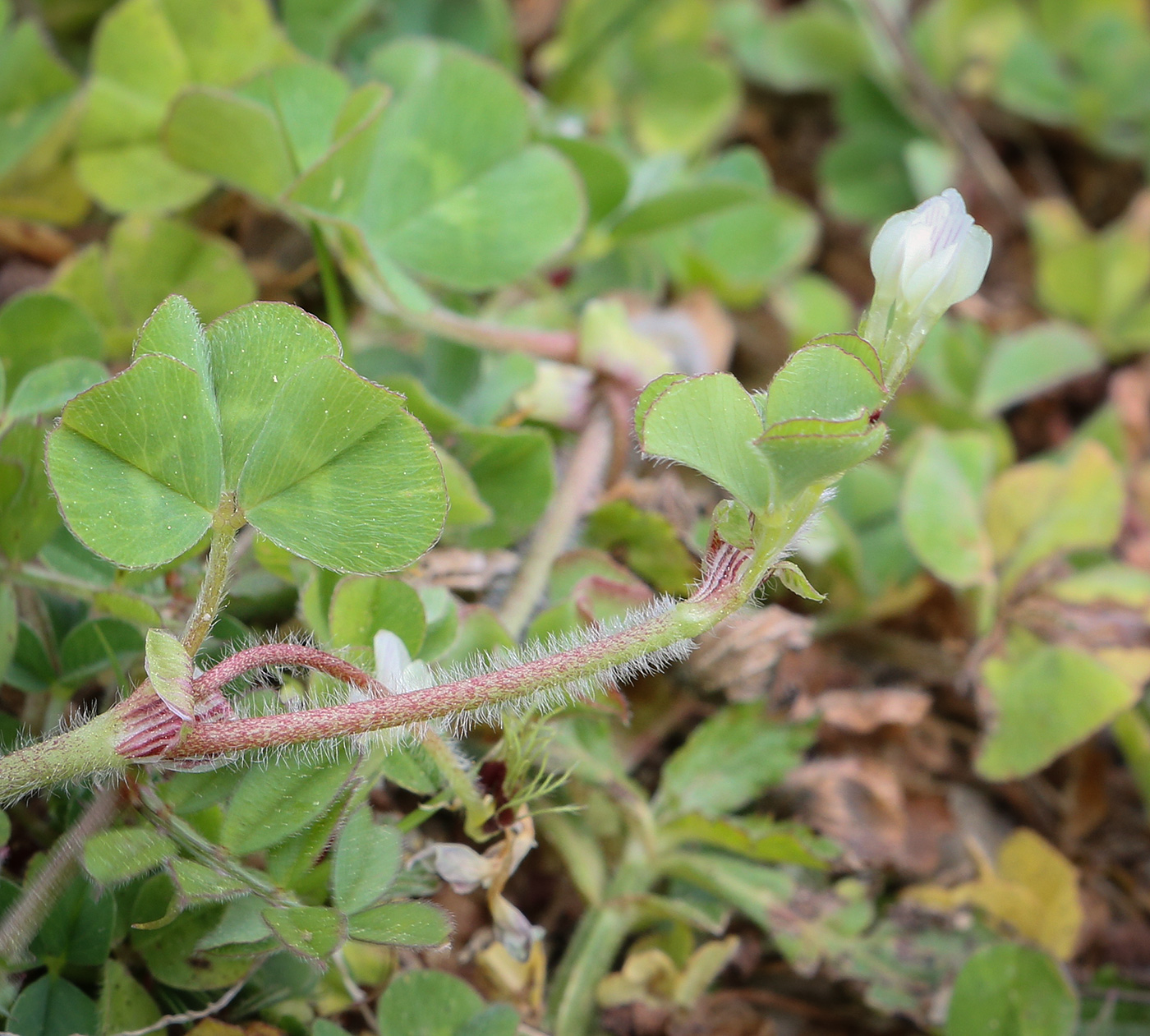 Изображение особи Trifolium subterraneum.