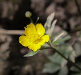 Ranunculus repens. Цветок с погрызенным лепестком. Абхазия, Гудаутский р-н, Мюссерский лесной массив, русло р. Риапши, заболоченная опушка в широколиственном лесу. 12.04.2024.