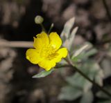 Ranunculus repens