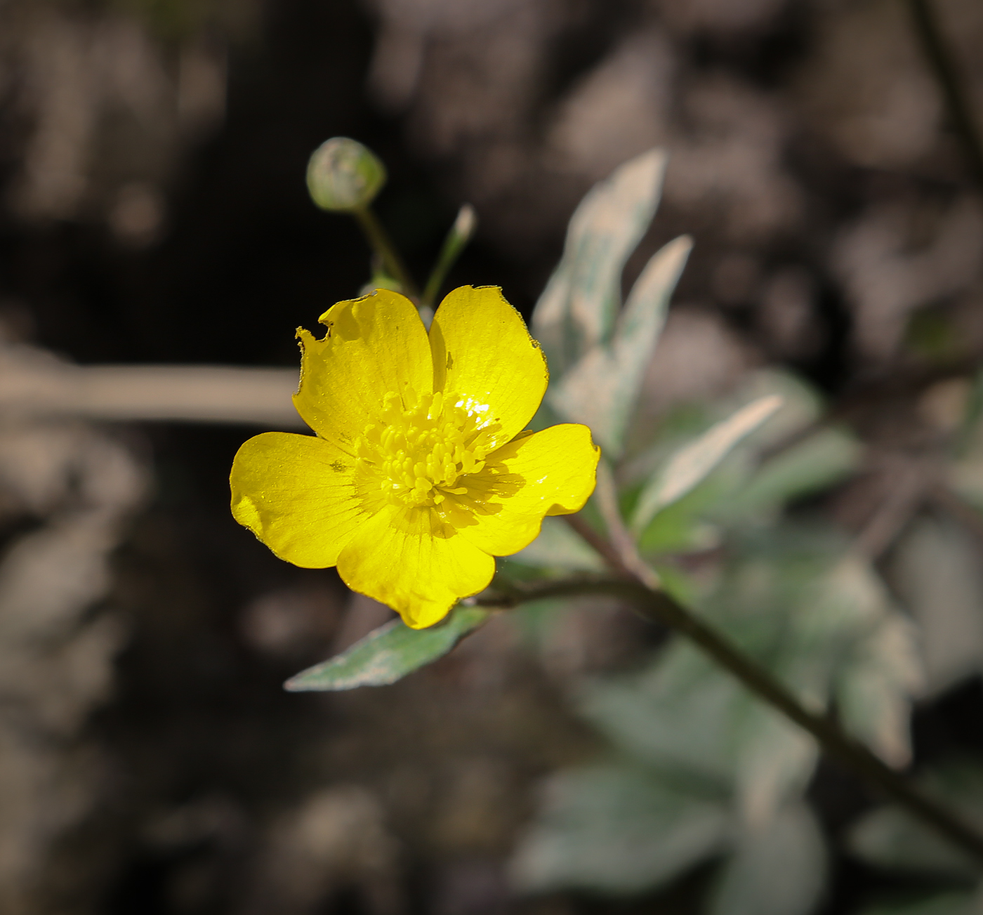 Изображение особи Ranunculus repens.