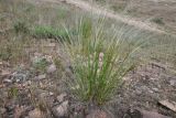 genus Stipa. Цветущее и плодоносящее растение. Казахстан, Алматинская обл., Илийский р-н, правый борт долины (каньона) р. Курты, каменистый степной склон. 29 апреля 2024 г.