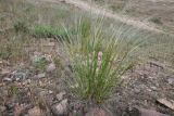 genus Stipa