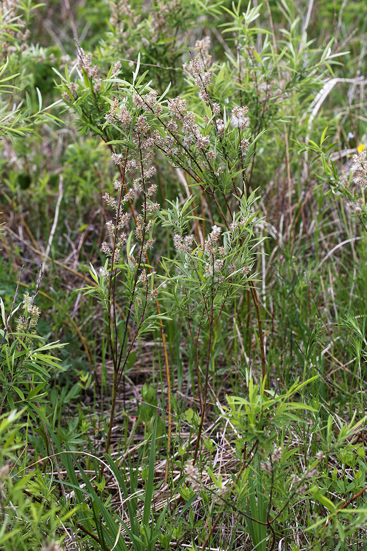 Изображение особи Salix brachypoda.