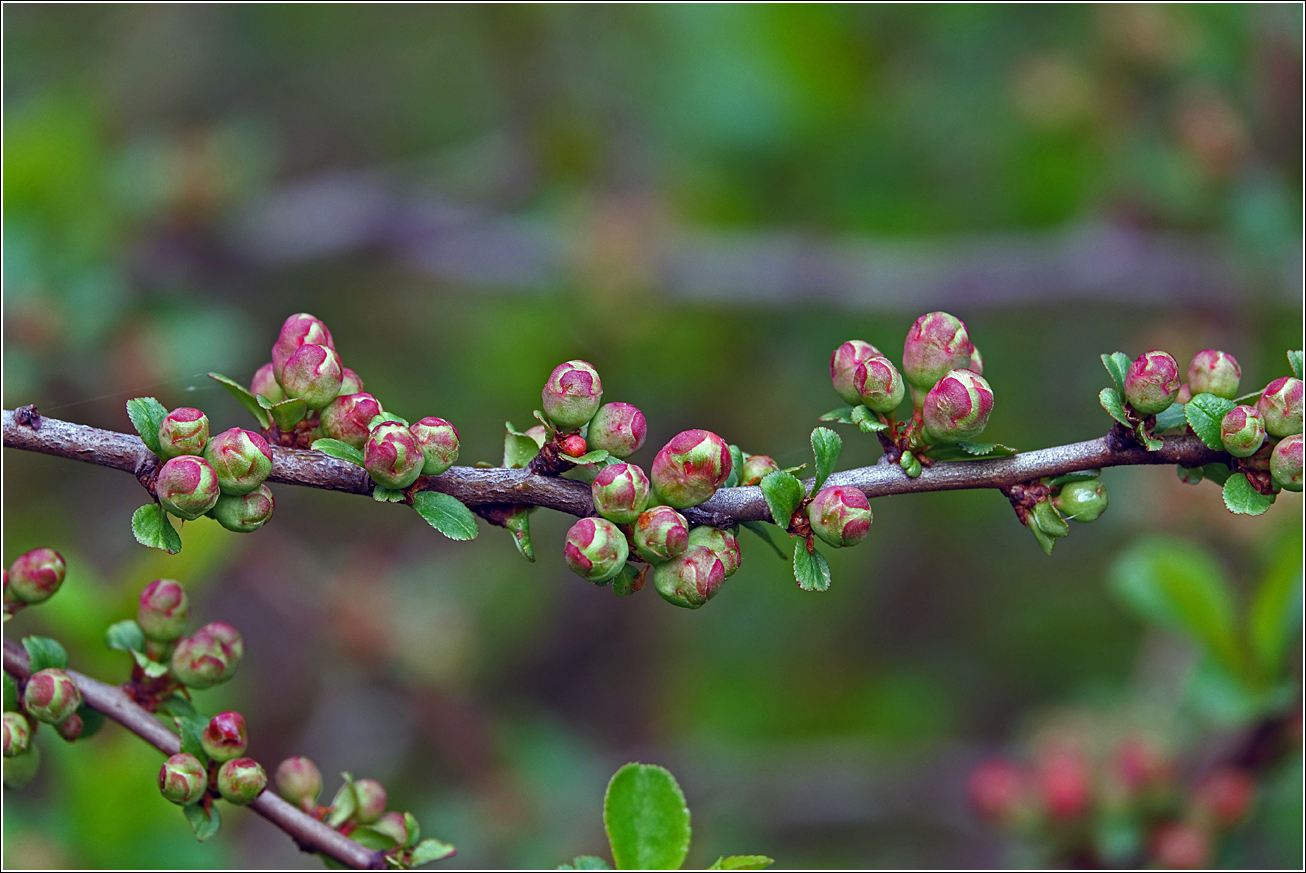 Изображение особи Chaenomeles japonica.