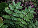 Filipendula ulmaria. Листья. Московская обл., Раменский р-н, окр. дер. Хрипань, садовый участок. 21.05.2024.
