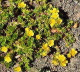 Potentilla flabellata