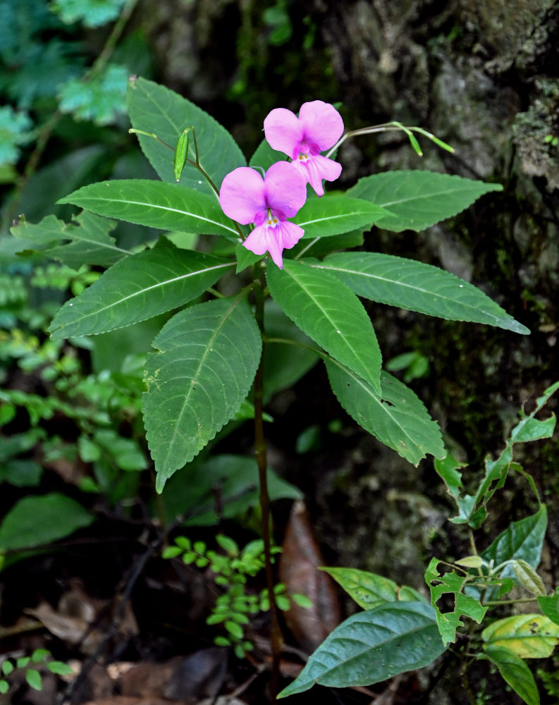 Изображение особи Impatiens macrovexilla.