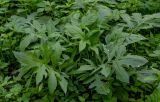 Cirsium oleraceum