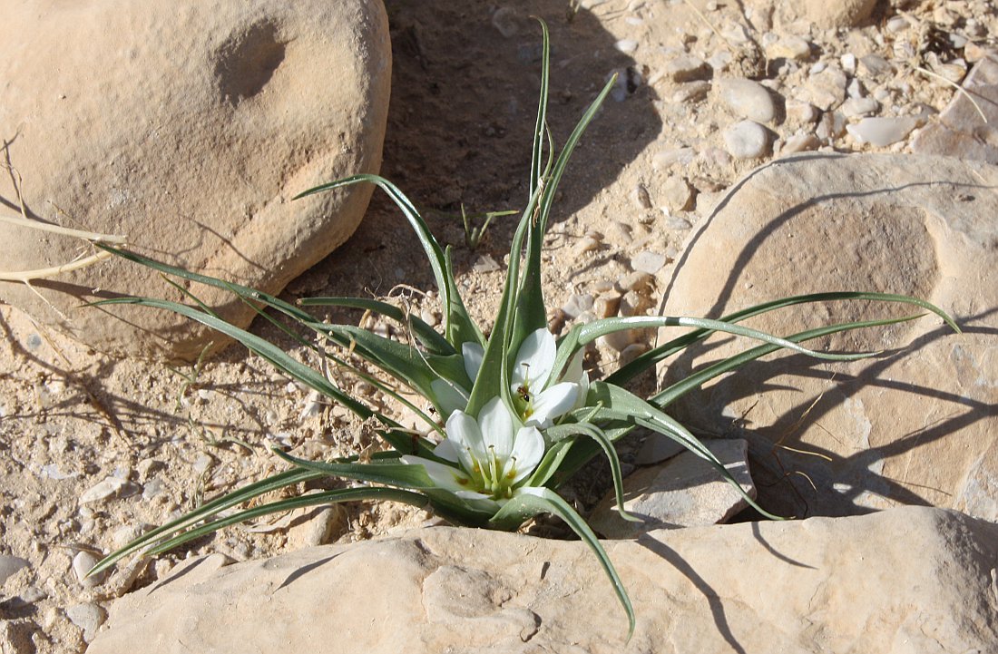 Image of Androcymbium palaestinum specimen.