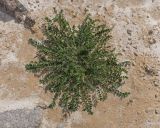 genus Astragalus