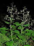 Cicerbita macrophylla