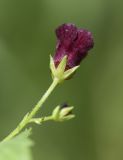 Scrophularia peregrina. Цветок (вид сверху). Испания, Каталония, пров. Жирона, комарка Баш Эмпорда, муниципалитет Калонже, берег малой реки, разнотравье. 07.04.2025.