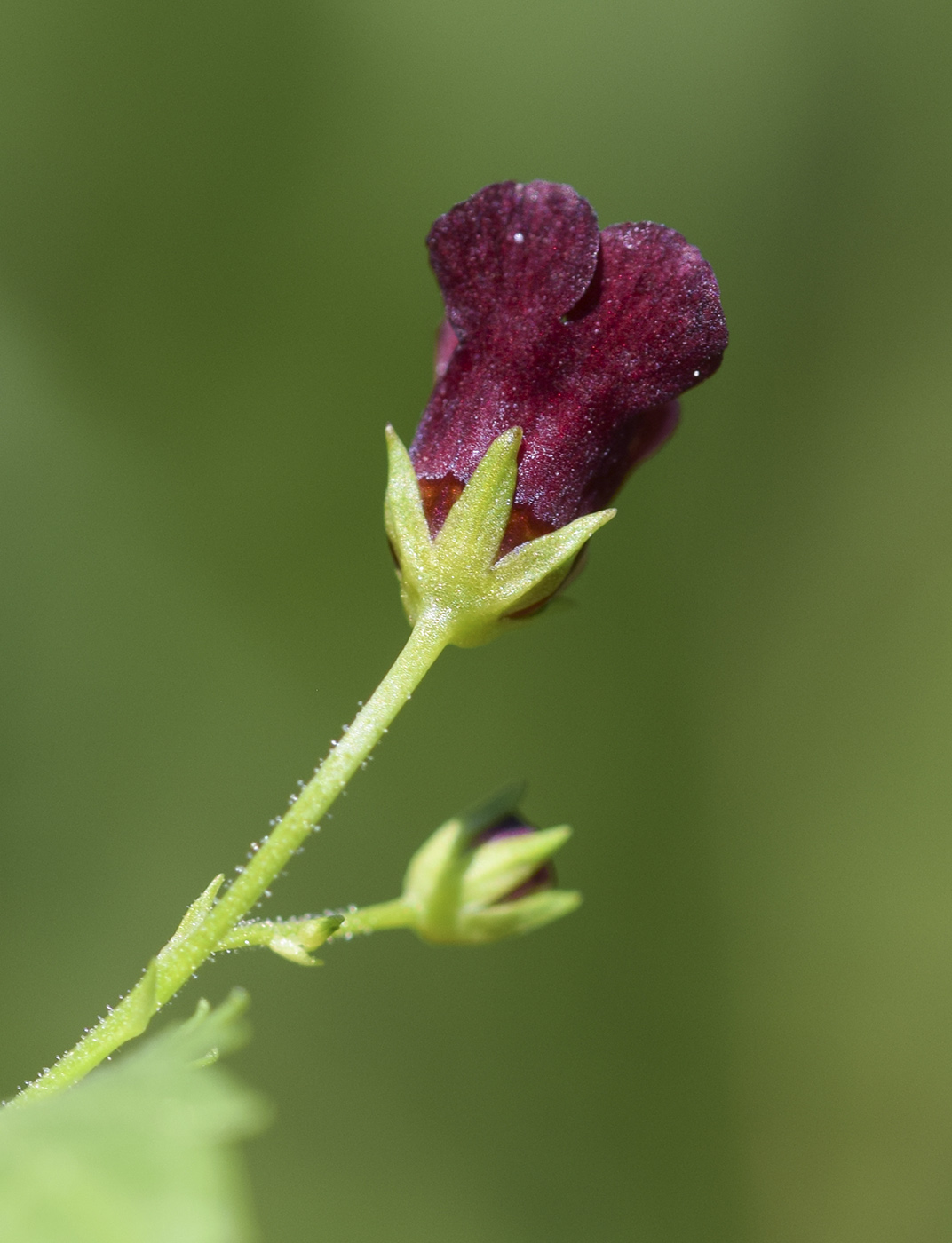 Изображение особи Scrophularia peregrina.