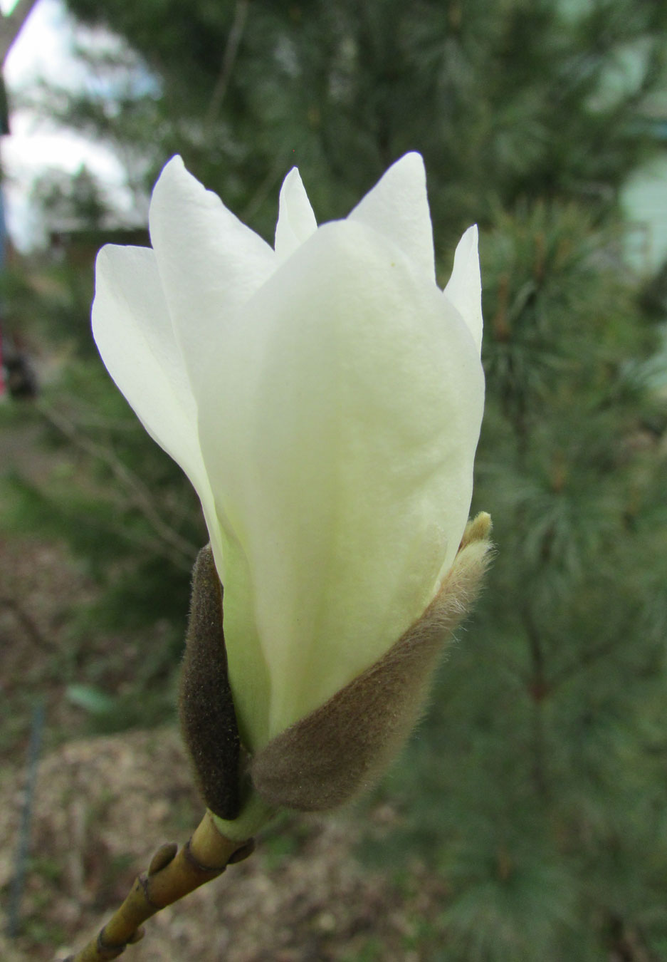 Изображение особи Magnolia salicifolia.