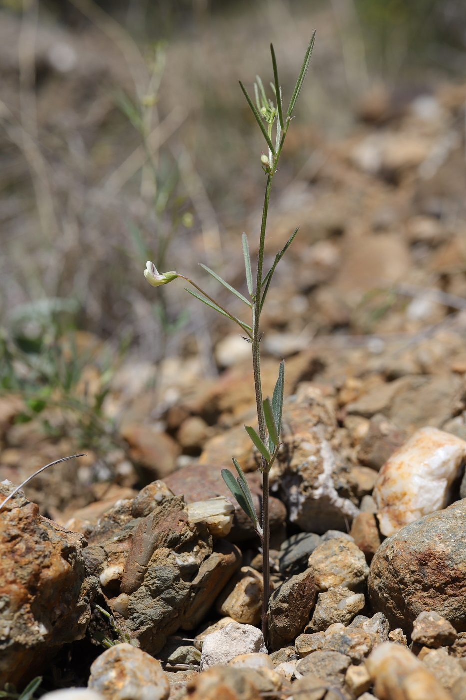 Изображение особи Lathyrus saxatilis.