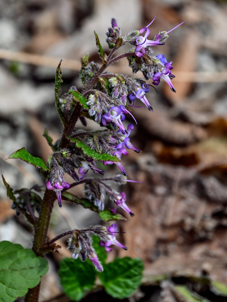 Image of Trachystemon orientalis specimen.