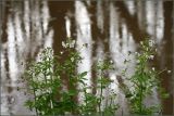 Cardamine amara