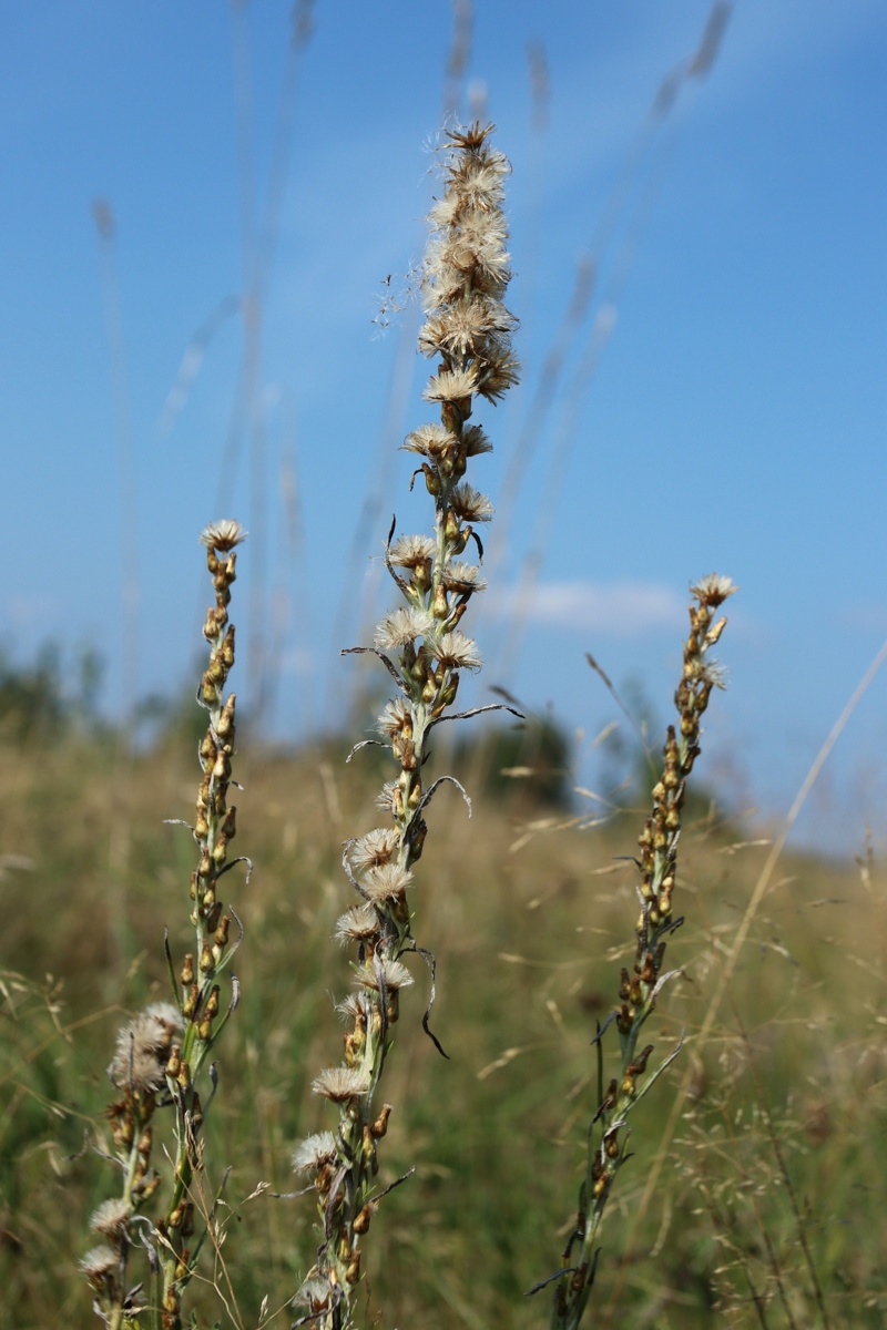 Image of Omalotheca sylvatica specimen.