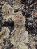 View full-size image Ophioparma ventosa