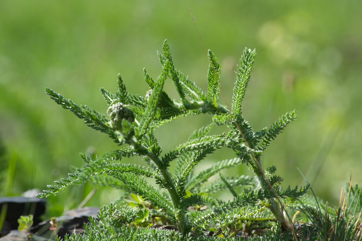 Image of genus Achillea specimen.