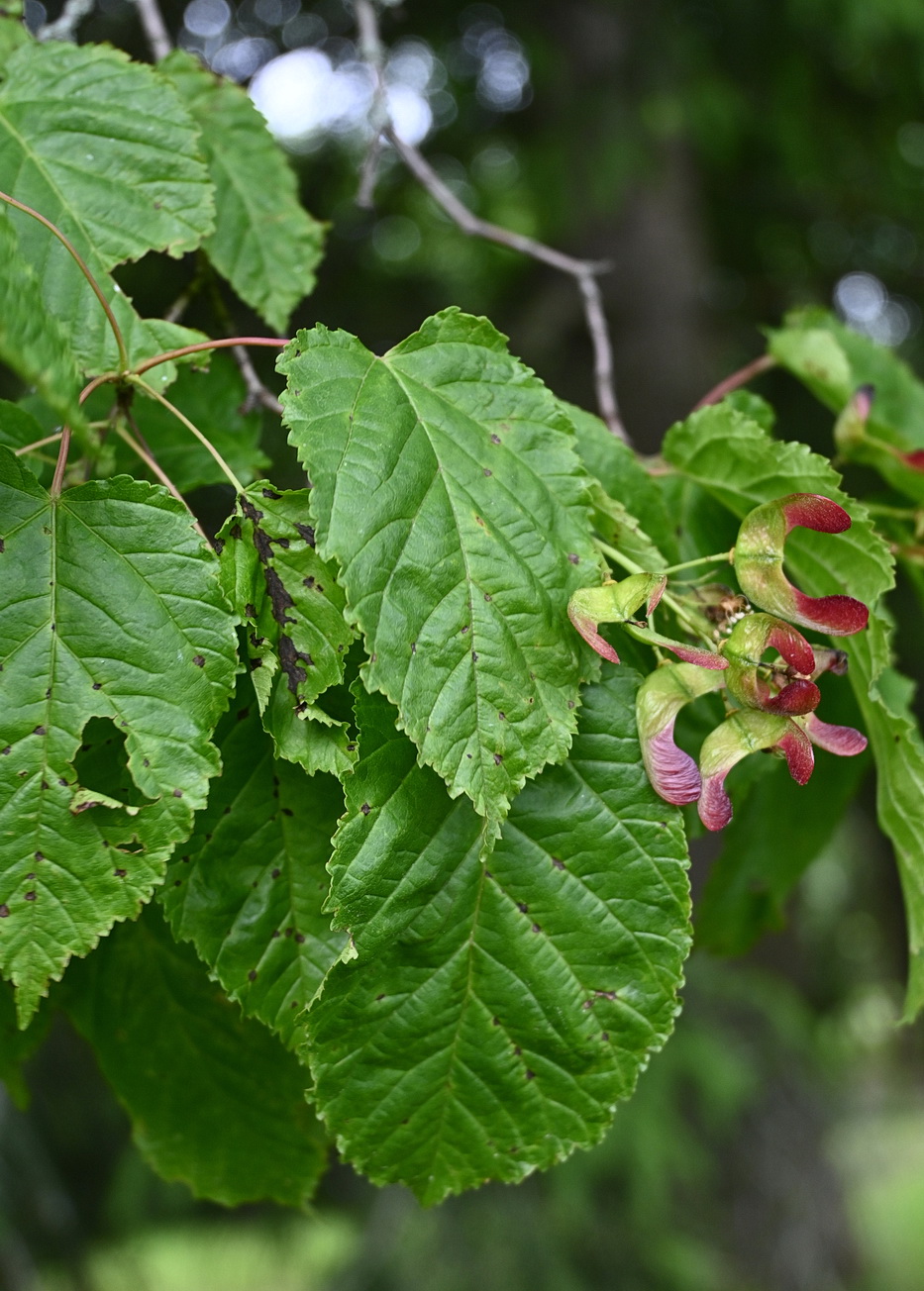 Image of Acer tataricum specimen.