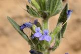 Lallemantia royleana