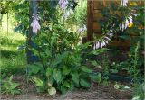 род Hosta