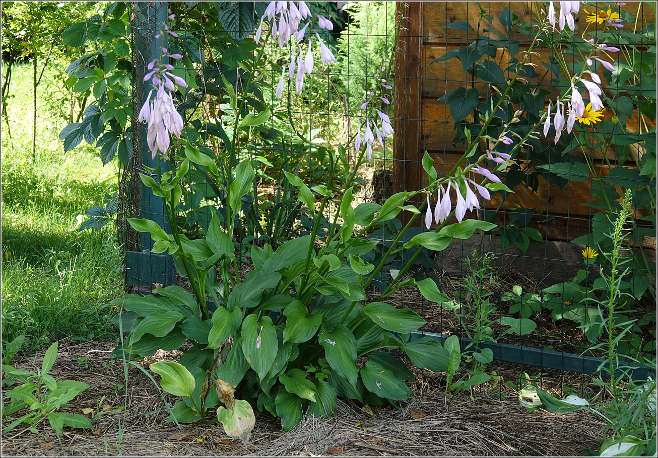 Изображение особи род Hosta.