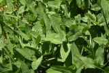 genus Trifolium. Вегетирующие растения. Турция, ил Агры, р-н Догубаязит, окр. ур. Ноев Ковчег, выс. ок. 2000 м н.у.м., луг. 20 мая 2025 г.