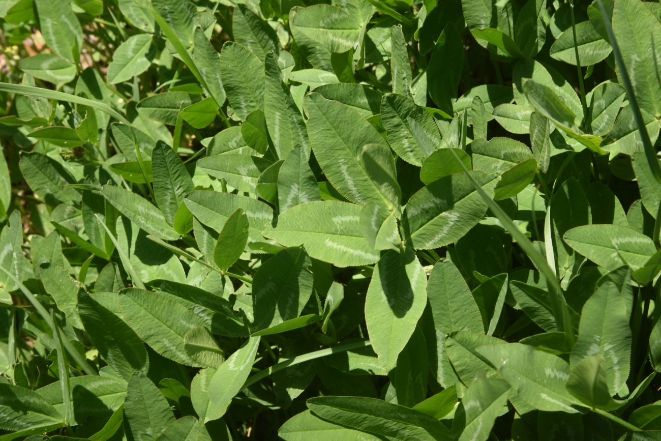 Image of genus Trifolium specimen.