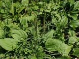 Plantago major. Цветущие растения. Хабаровский край, окр. г. Комсомольск-на-Амуре, лиственный лес, на лесной дороге. 23.07.2025.