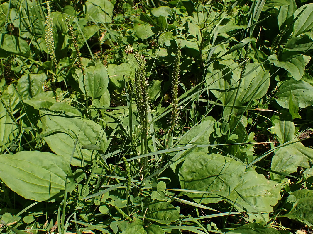 Image of Plantago major specimen.