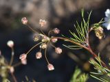 unknown species. Верхушка расцветающего растения. Турция, ил Битлис, кальдера Немрут, северный берег озера Ылы, луг. 21 мая 2025 г.