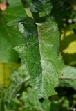 Sonchus arvensis