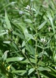 Смотреть изображение Buglossoides arvensis