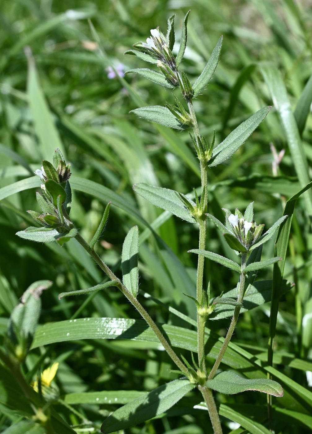 Изображение особи Buglossoides arvensis.