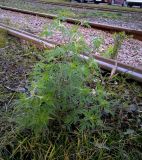 Ambrosia artemisiifolia