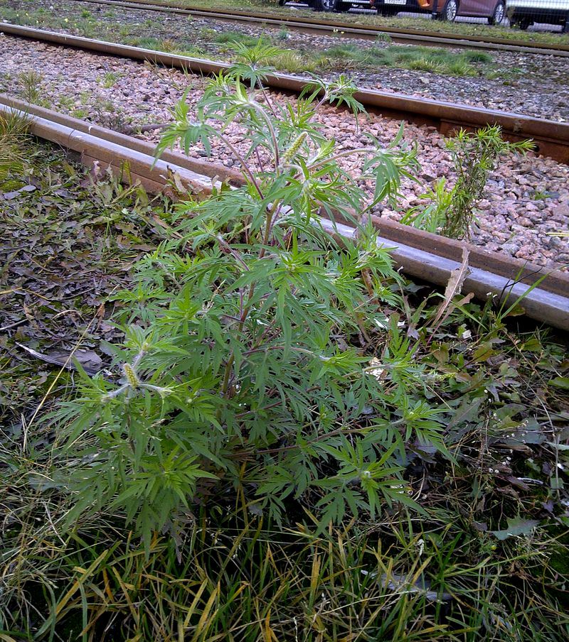Image of Ambrosia artemisiifolia specimen.