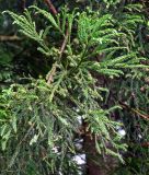 Cryptomeria japonica. Ветвь с незрелыми шишками. Португалия, Азорские о-ва, о-в Сан-Мигел, кальдера вулкана Фурнаш, опушка хвойного леса. 13.08.2025.