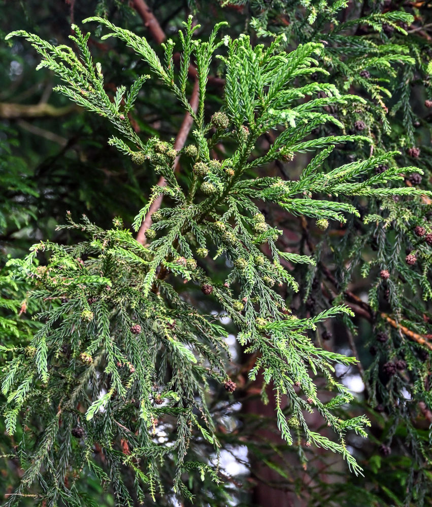 Image of Cryptomeria japonica specimen.