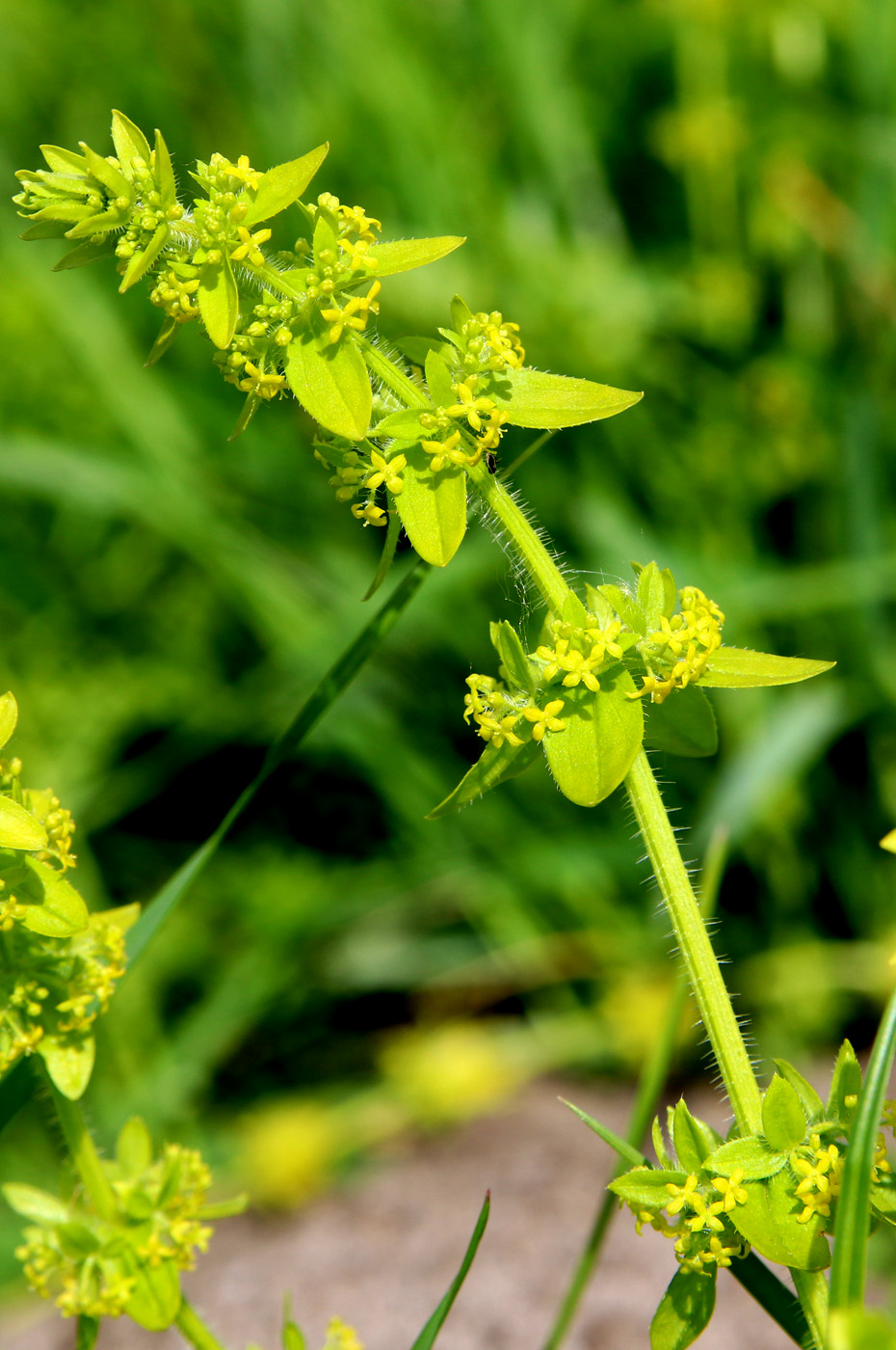 Image of Cruciata laevipes specimen.