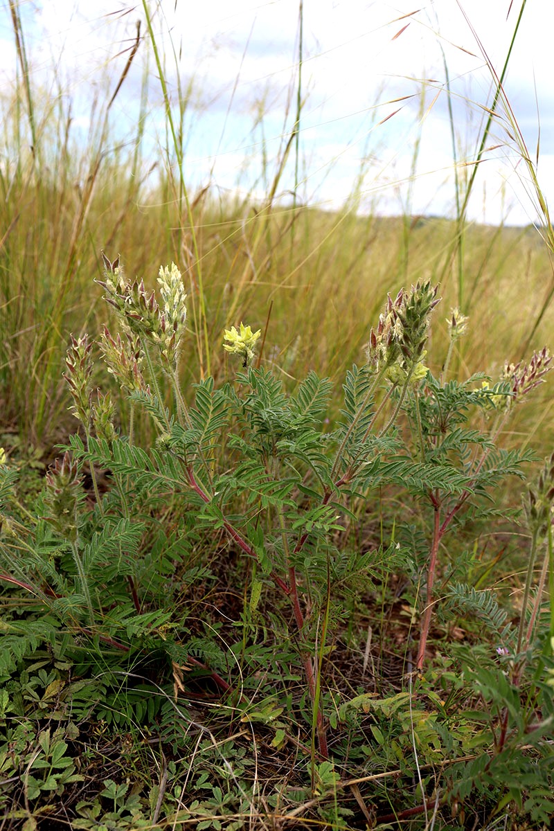 Изображение особи Oxytropis pilosa.