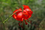 View full-size image Lilium pumilum