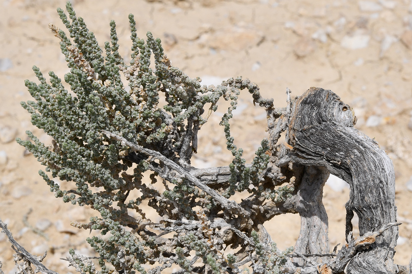 Image of Salsola gemmascens specimen.