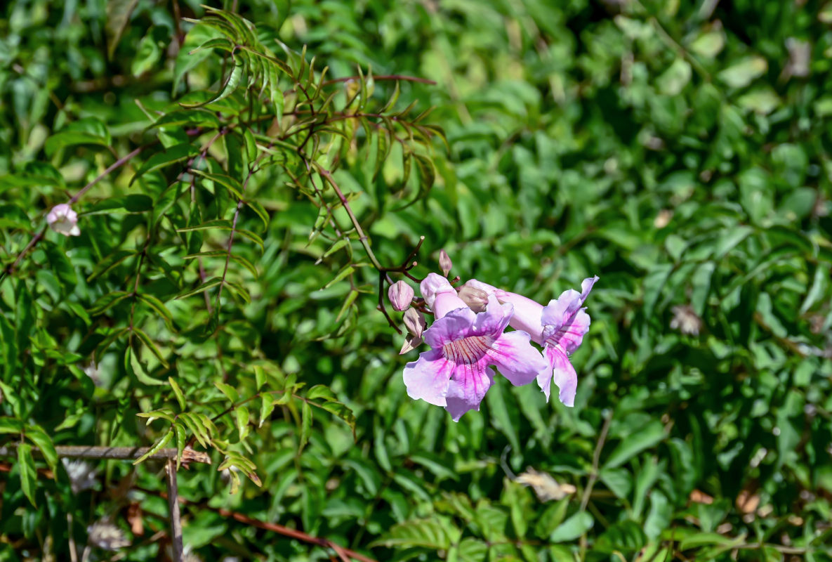 Изображение особи Podranea ricasoliana.